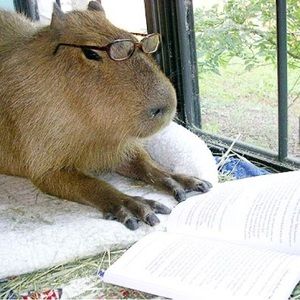 Meet your Posher, izzy